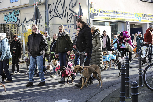 Galgo Marsch Köln 2025 464.jpg