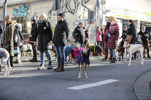 Galgo Marsch Köln 2025 581.jpg