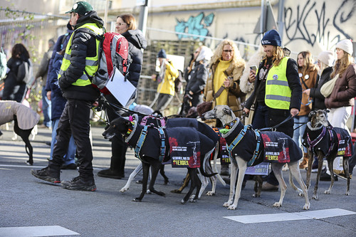 Galgo Marsch Köln 2025 606.jpg