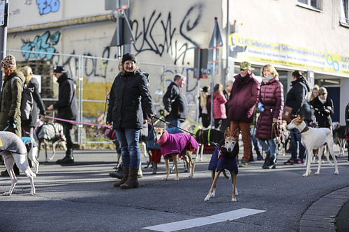 Galgo Marsch Köln 2025 579.jpg