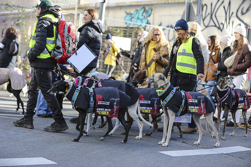 Galgo Marsch Köln 2025 607.jpg