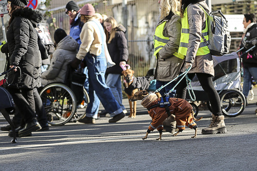 Galgo Marsch Köln 2025 598.jpg