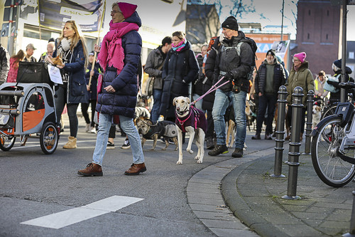 Galgo Marsch Köln 2025 613.jpg