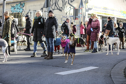 Galgo Marsch Köln 2025 580.jpg