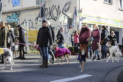 Galgo Marsch Köln 2025 578.jpg