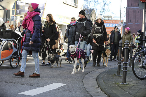 Galgo Marsch Köln 2025 616.jpg