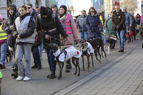 Galgo Marsch Köln 2025 160.jpg