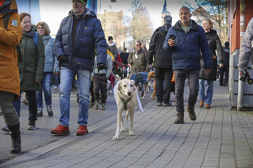 Galgo Marsch Köln 2025 147.jpg