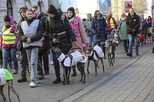 Galgo Marsch Köln 2025 158.jpg