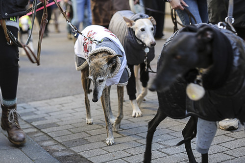 Galgo Marsch Köln 2025 164.jpg
