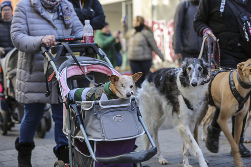 Galgo Marsch Köln 2025 166.jpg