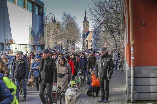 Galgo Marsch Köln 2025 157.jpg