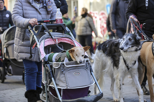 Galgo Marsch Köln 2025 167.jpg