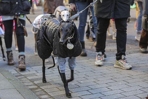 Galgo Marsch Köln 2025 163.jpg
