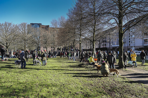 Galgo Marsch Köln 2025 47.jpg