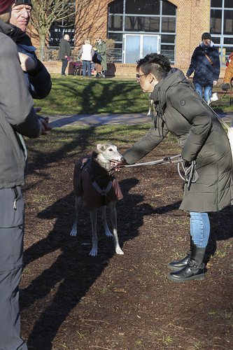 Galgo Marsch Köln 2025 38.jpg
