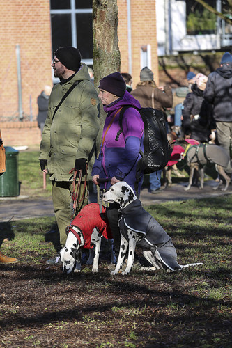 Galgo Marsch Köln 2025 39.jpg