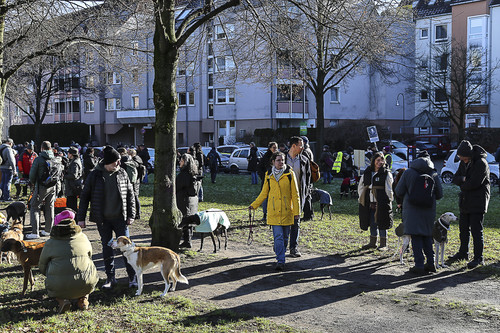 Galgo Marsch Köln 2025 48.jpg