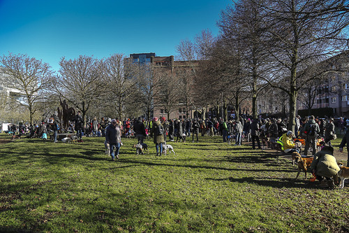 Galgo Marsch Köln 2025 44.jpg