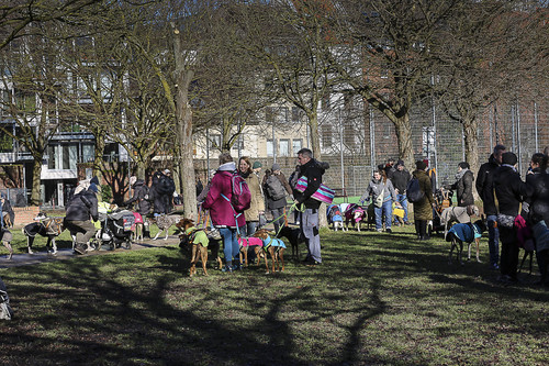 Galgo Marsch Köln 2025 37.jpg