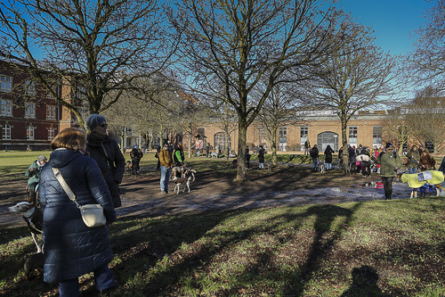 Galgo Marsch Köln 2025 52.jpg