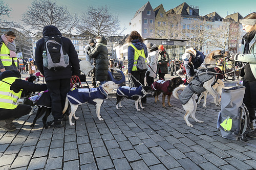 Galgo Marsch Köln 2025 745.jpg