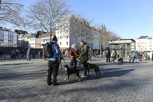 Galgo Marsch Köln 2025 737.jpg