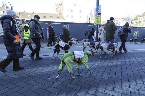 Galgo Marsch Köln 2025 734.jpg