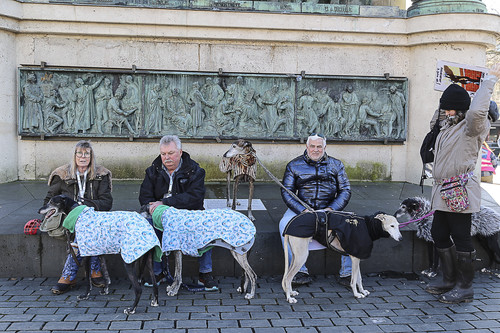 Galgo Marsch Köln 2025 738.jpg