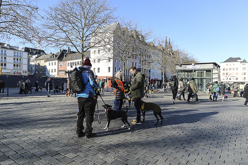 Galgo Marsch Köln 2025 736.jpg