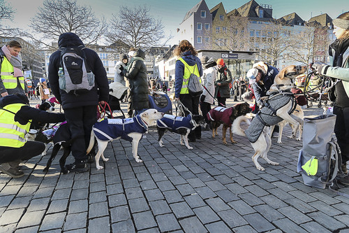 Galgo Marsch Köln 2025 744.jpg