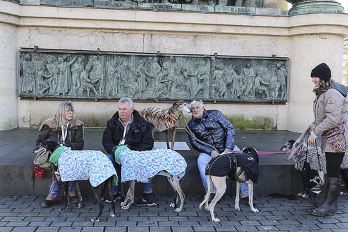 Galgo Marsch Köln 2025 740.jpg