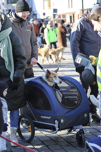 Galgo Marsch Köln 2025 747.jpg