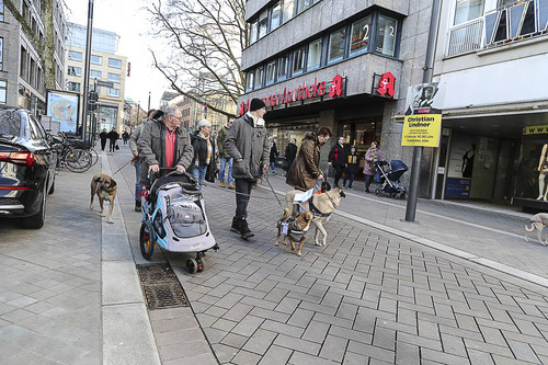 Galgo Marsch Köln 2025 727.jpg
