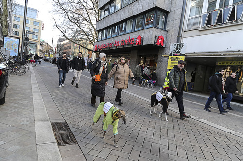 Galgo Marsch Köln 2025 732.jpg