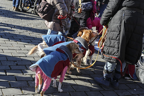 Galgo Marsch Köln 2025 748.jpg