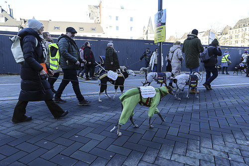 Galgo Marsch Köln 2025 735.jpg