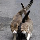 Screenshot 2025 02 01 at 10 25 36 Reddit https preview.redd.it samurai cat emperor and its samurai b.png