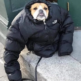 Screenshot 2025 02 01 at 10 58 52 Reddit https preview.redd.it sbu3gew4oqg21.jpg auto webp&s 50eaf29.png