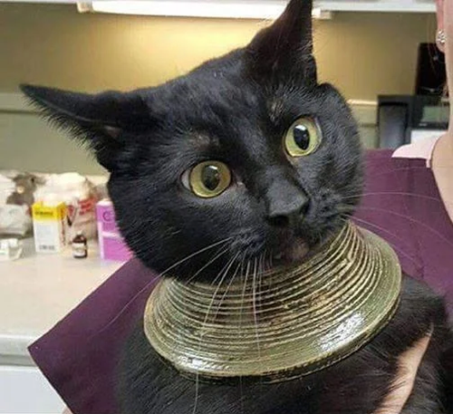 Screenshot 2025 02 01 at 11 23 39 Reddit https preview.redd.it bastet the most powerful egyptian god.png