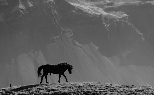 animal 8131312 19202222.jpg