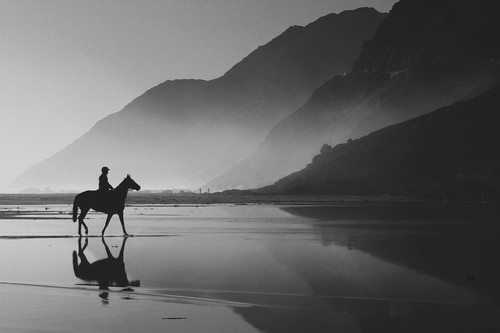 horse 5101069 1920.jpg