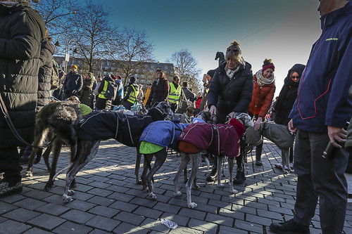 Galgo Marsch Köln 2025 866.jpg