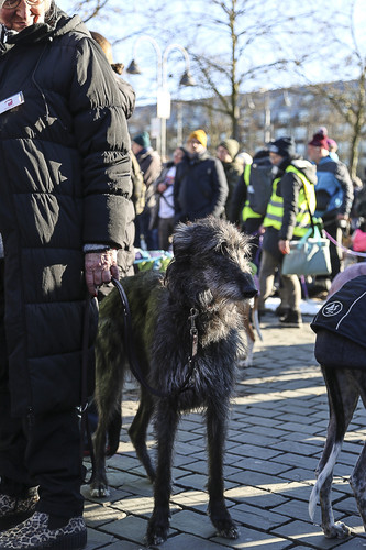 Galgo Marsch Köln 2025 868.jpg