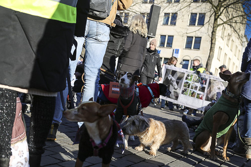 Galgo Marsch Köln 2025 863.jpg