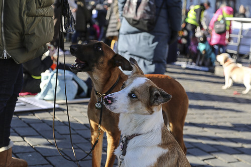 Galgo Marsch Köln 2025 848.jpg