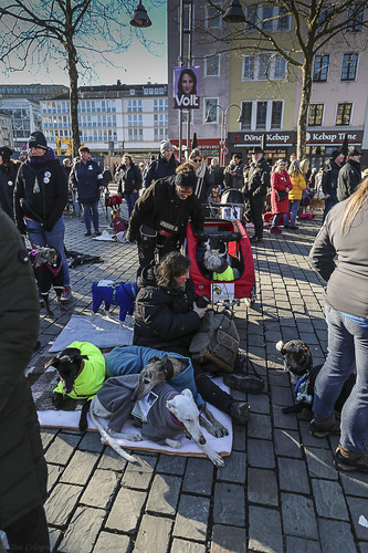 Galgo Marsch Köln 2025 872.jpg