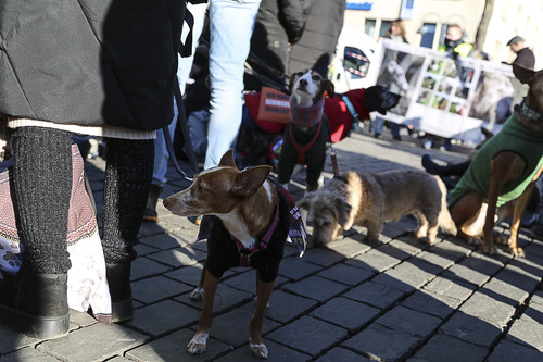 Galgo Marsch Köln 2025 862.jpg