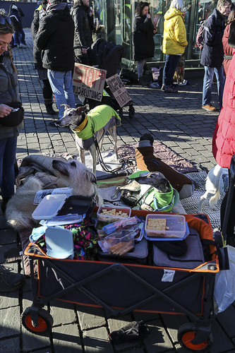 Galgo Marsch Köln 2025 861.jpg