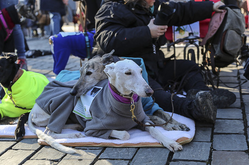 Galgo Marsch Köln 2025 873.jpg